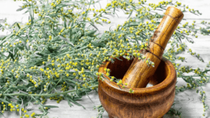 Пелин (Artemisia absinthium L.)
