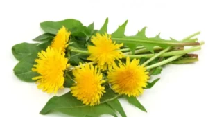Taraxacum officinale