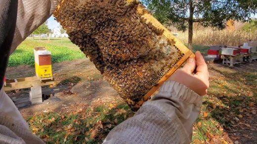 Силата на пчелното млечице
