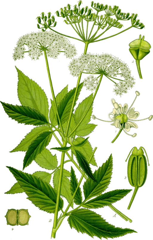 Земният бъз (Aegopodium podagraria) принадлежи към семейство Сенникоцветни (Apiaceae) – същото, в което влизат морковите, целината и магданозът. Растението е многогодишно и достига височина до 1 метър. Листата му са тристранно разсечени, яркозелени и леко назъбени. Цветовете са дребни, бели и събрани в сенниковидни съцветия.
Името podagraria идва от латинската дума „подагра“ – болест на ставите, от която страдали предимно благородници и духовници. Именно срещу нея бил използван земният бъз в древността.
Днес ботаниците и билкарите го описват като едно от най-мощните растения за детоксикация и възстановяване на тъканите.